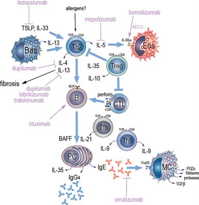 Frontiers | Allergic Aspects Of IgG4-Related Disease: Implications For ...